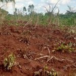 Notorious Pallisa Man Remanded To Kamuge Prison Over Alleged Crop Destruction